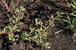 Desert horsepurslane